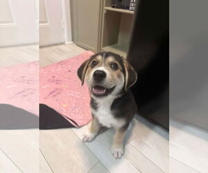 Great Pyrenees-Unknown Mix Dogs for adoption in Houston, TX, USA