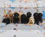Small Photo #1 Goldendoodle Puppy For Sale in BELLVILLE, OH, USA
