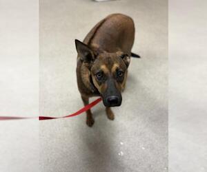 Rhodesian Ridgeback-Unknown Mix Dogs for adoption in Riverside, CA, USA