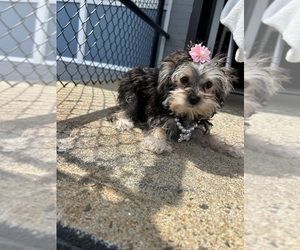 Morkie Puppy for sale in RANDOLPH, MA, USA