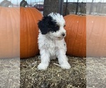Love - Female Bernedoodle (Miniature) Puppy for Sale - Photo #4