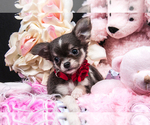 Small #15 Chihuahua