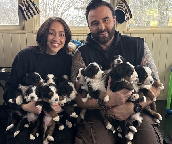 Medium Photo #1 Bernedoodle Puppy For Sale in ELMWOOD, IL, USA