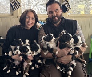 Bernedoodle Litter for sale in ELMWOOD, IL, USA