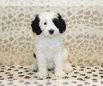 Small #2 Miniature Bernedoodle
