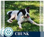 Small #9 American Bulldog Mix