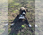 Small #3 American Pit Bull Terrier