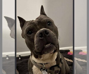 Max - Male Mutt Dog for Adoption - Photo #3