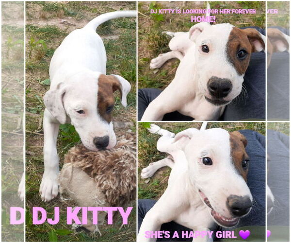 Medium Photo #6 Beagle-Unknown Mix Puppy For Sale in Hinton, WV, USA