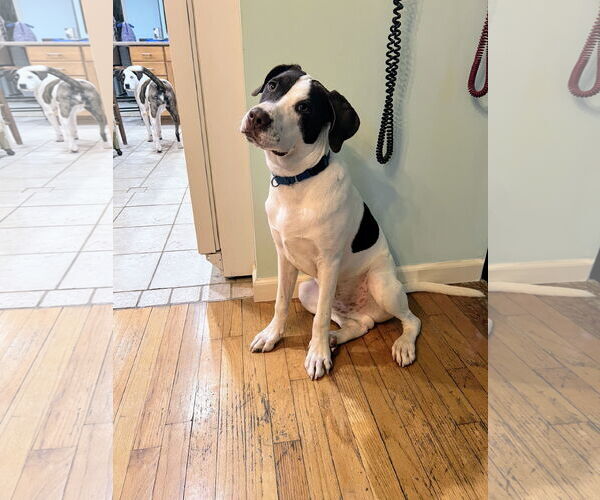 Medium Photo #7 Pointer-Unknown Mix Puppy For Sale in Rockaway, NJ, USA
