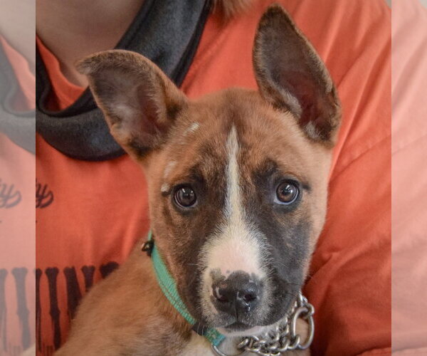 Medium Photo #2 Boxer-Bull Terrier Mix Puppy For Sale in Huntley, IL, USA