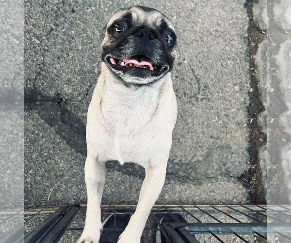 Medium Photo #1 Pug Puppy For Sale in El Centro, CA, USA