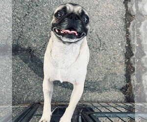 Pug Dogs for adoption in El Centro, CA, USA