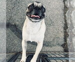 Maximo - Male Pug Dog for Adoption - Small photo