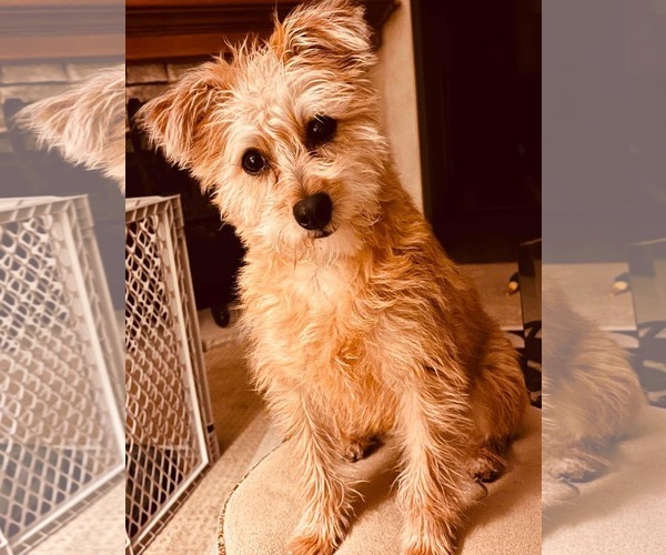 Medium Photo #1 Mutt Puppy For Sale in Mission Viejo, CA, USA