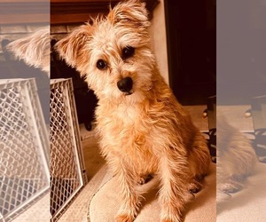 Mutt Dogs for adoption in Mission Viejo, CA, USA