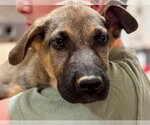 Small German Shepherd Dog Mix