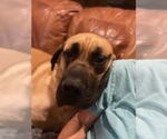 Small #1 Mastiff