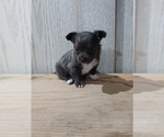 Small #1 Chihuahua