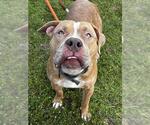 Small American Bulldog