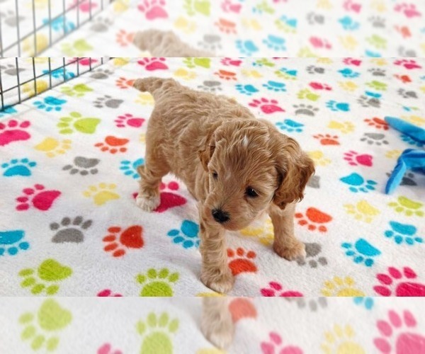 Medium Photo #3 Cavapoo mix (+ Poodle Miniature) Puppy For Sale in ORO VALLEY, AZ, USA