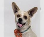 TRUDY - Female Chihuahua Dog for Adoption - Small photo