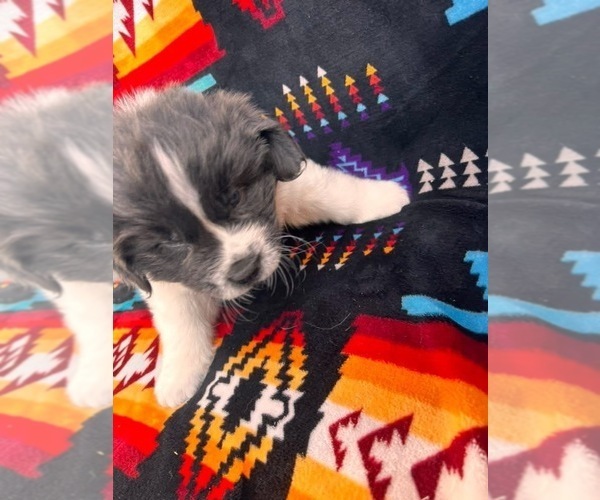 Medium Photo #7 Newfoundland Puppy For Sale in SPRAGUE, WA, USA