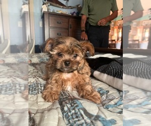 Shorkie Tzu Puppy for sale in BROOKSVILLE, FL, USA