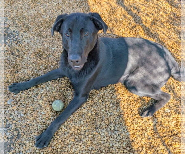 Medium Photo #3 Mutt Puppy For Sale in Anniston, AL, USA