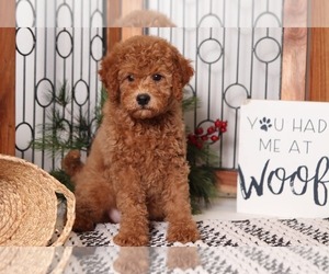 Goldendoodle Puppy for sale in NAPLES, FL, USA