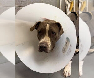 Mutt Dogs for adoption in Downey, CA, USA