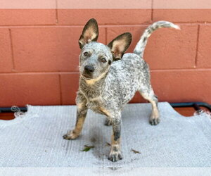 Mutt Dogs for adoption in Paso Robles, CA, USA