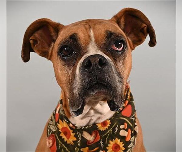 Medium Photo #1 Boxer Puppy For Sale in Fort Collins, CO, USA