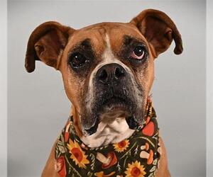 Boxer Dogs for adoption in Fort Collins, CO, USA