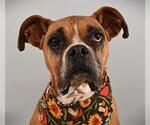 LUNA - Female Boxer Dog for Adoption - Small photo