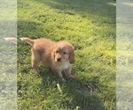 Puppy Coach Aussiedoodle