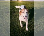 Small Photo #4 American Foxhound-Unknown Mix Puppy For Sale in Sanderson, FL, USA