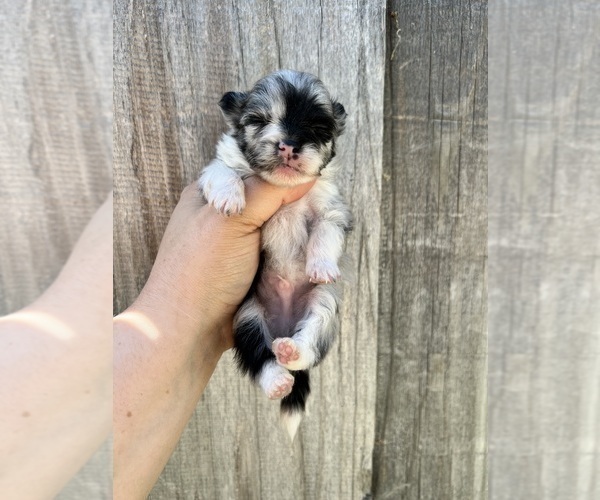 Medium Photo #82 Pomeranian Puppy For Sale in HAYWARD, CA, USA