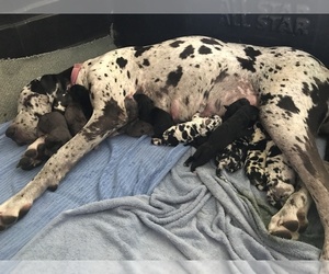 Great Dane-Poodle (Standard) Mix Puppy for sale in OROVILLE, CA, USA