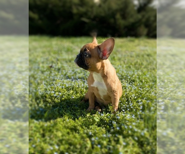 Medium Photo #4 French Bulldog Puppy For Sale in MOORESVILLE, NC, USA