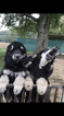 Small Photo #1 Poodle (Standard) Puppy For Sale in MINERVA, OH, USA