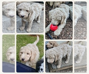 Goldendoodle Puppy for sale in CHEHALIS, WA, USA
