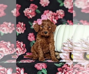 Double Doodle Puppy for sale in NOTTINGHAM, PA, USA