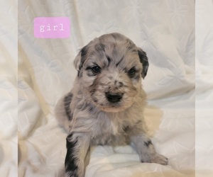 Aussiedoodle Puppy for sale in FULDA, MN, USA