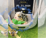 Small Photo #6 English Bulldog Puppy For Sale in ATHENS, GA, USA