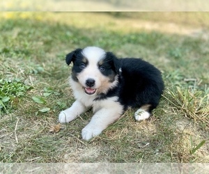 Australian Shepherd Puppy for sale in LODA, IL, USA