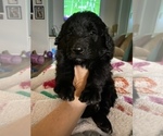 Small Photo #11 Great Pyrenees-Pyredoodle Mix Puppy For Sale in NEWBERRY, FL, USA
