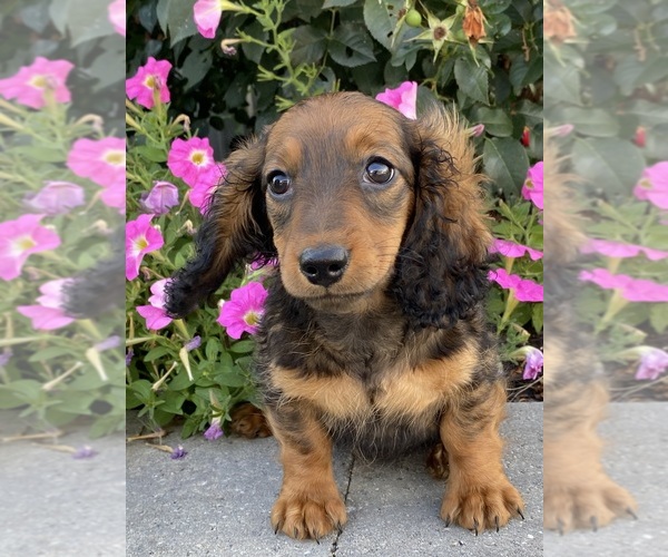 Medium Photo #2 Dachshund Puppy For Sale in CANOGA, NY, USA