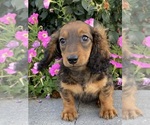 Small #1 Dachshund