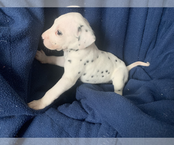 Medium Photo #5 Dalmatian Puppy For Sale in MERRITT IS, FL, USA
